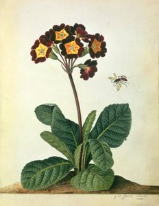 Primulaecae: a Flowering Polyanthus with a Flying Insect, 1764